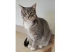 Adopt Spritzer a Gray, Blue or Silver Tabby Domestic Shorthair (short coat) cat