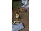 Adopt Sassy a Brown Tabby Tabby / Mixed (medium coat) cat in Eaton Rapids