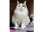 Adopt Champagne a White (Mostly) Domestic Longhair (long coat) cat in Hornell
