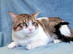 Adopt Bubba a Tiger Striped Domestic Shorthair (short coat) cat in Hornell