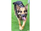 Adopt HAZEL a Tan/Yellow/Fawn German Shepherd Dog / Mixed dog in Murfreesboro