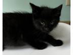 Adopt Profiterole a Domestic Shorthair / Mixed (short coat) cat in Tiffin