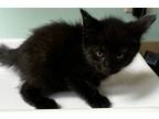 Adopt Babka a Domestic Shorthair / Mixed (short coat) cat in Tiffin