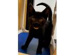 Adopt Baklava a Domestic Shorthair / Mixed (short coat) cat in Tiffin