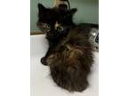 Adopt Crumpet a Domestic Longhair / Mixed (short coat) cat in Tiffin