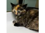 Adopt Sticky Toffee Pudding a Domestic Longhair / Mixed (short coat) cat in