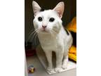 Adopt Spike a Domestic Shorthair / Mixed (short coat) cat in Tiffin