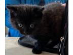 Adopt Herbert a Domestic Shorthair / Mixed (short coat) cat in Tiffin