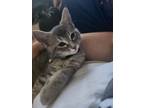Adopt Mercury - Space litter a Gray, Blue or Silver Tabby Domestic Shorthair