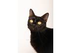 Adopt Tyson a All Black Domestic Shorthair (short coat) cat in Hornell