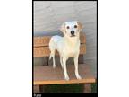 Adopt Kate a Beagle / Mixed Breed (Medium) / Mixed dog in Chino Valley