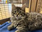 Adopt Tito a Maine Coon / Mixed (long coat) cat in San Jacinto, CA (41467779)