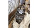 Adopt Oliver a Maine Coon / Mixed (long coat) cat in San Jacinto, CA (41467778)