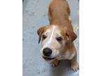 Adopt Shrek a Beagle / Shepherd (Unknown Type) / Mixed dog in Warren
