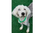 Adopt Sandy a Old English Sheepdog / Mixed dog in Warren, MI (41449923)