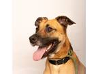 Adopt Loki a Tan/Yellow/Fawn - with Black Mixed Breed (Medium) / Mixed dog in