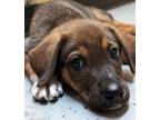 Adopt Fiona a Beagle / Shepherd (Unknown Type) / Mixed dog in Warren