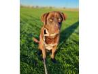 Adopt Nestley a Labrador Retriever dog in Windsor, CO (41218879)