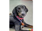 Adopt Boone Steele a Black Doberman Pinscher / Mixed dog in Rockaway