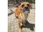 Adopt Schnitzel a Terrier (Unknown Type, Small) / Pug / Mixed dog in Fall River
