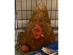 Adopt Hennifer Coolidge a Chicken bird in Fall River, MA (41467771)