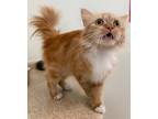 Adopt Harmony a Persian / Mixed (short coat) cat in Fall River, MA (41467770)