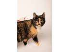 Adopt Dazzle a Calico or Dilute Calico Domestic Shorthair (short coat) cat in