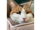 Adopt Primrose a Domestic Mediumhair / Mixed (short coat) cat in Fall River
