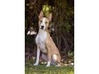 Adopt Chase #2 a Tan/Yellow/Fawn - with White Basenji / Terrier (Unknown Type
