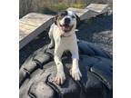 Adopt Narwhal a Coonhound / Mixed Breed (Medium) / Mixed dog in Fall River