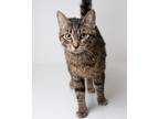 Adopt Junior a Domestic Shorthair / Mixed (short coat) cat in Boone