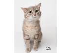 Adopt Jake a Domestic Shorthair / Mixed (short coat) cat in Boone, IA (41458371)