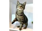 Adopt Skye a Domestic Shorthair / Mixed (short coat) cat in Jackson