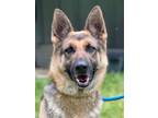 Adopt Bella a German Shepherd Dog / Mixed dog in Jackson, MS (41467765)