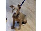 Adopt Sky a Brown/Chocolate - with Tan Shepherd (Unknown Type) / Mixed dog in