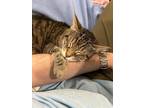 Adopt Abby a Brown Tabby Domestic Shorthair (short coat) cat in Athens