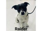 Adopt Raider a Jack Russell Terrier / Mixed dog in Thompson Falls, MT (41449962)
