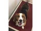 Adopt Wilbur a Beagle / Basset Hound / Mixed dog in Thompson Falls