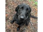Adopt Peggy a Labrador Retriever / Pointer / Mixed dog in Thompson Falls