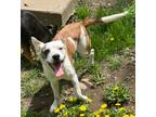 Adopt Bentlee a Smooth Fox Terrier / Labrador Retriever / Mixed dog in Thompson