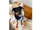 Adopt Valentina a Black Australian Kelpie dog in Provo, UT (40705749)