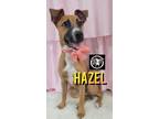 Adopt Hazel Katia Your Hiking Girl a Brown/Chocolate Black Mouth Cur dog in