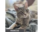 Adopt Marcus a Gray, Blue or Silver Tabby Domestic Shorthair (short coat) cat in