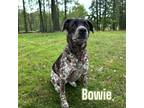 Adopt Bowie (Atlas) a Australian Cattle Dog / American Pit Bull Terrier / Mixed