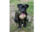 Adopt Bella a Staffordshire Bull Terrier / Mixed Breed (Medium) / Mixed dog in