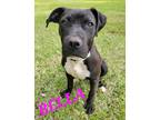 Adopt Bella a Staffordshire Bull Terrier / Mixed Breed (Medium) / Mixed dog in