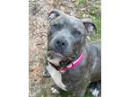 Adopt Rosie a Staffordshire Bull Terrier / Mixed Breed (Medium) / Mixed dog in