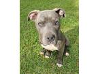 Adopt Rosie a Staffordshire Bull Terrier / Mixed Breed (Medium) / Mixed dog in
