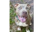 Adopt Zeus a Staffordshire Bull Terrier / Mixed Breed (Medium) / Mixed dog in