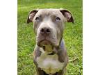 Adopt Zeus a Staffordshire Bull Terrier / Mixed Breed (Medium) / Mixed dog in